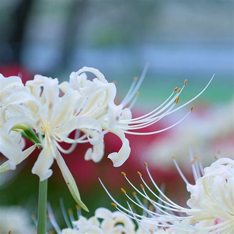 曼陀羅華